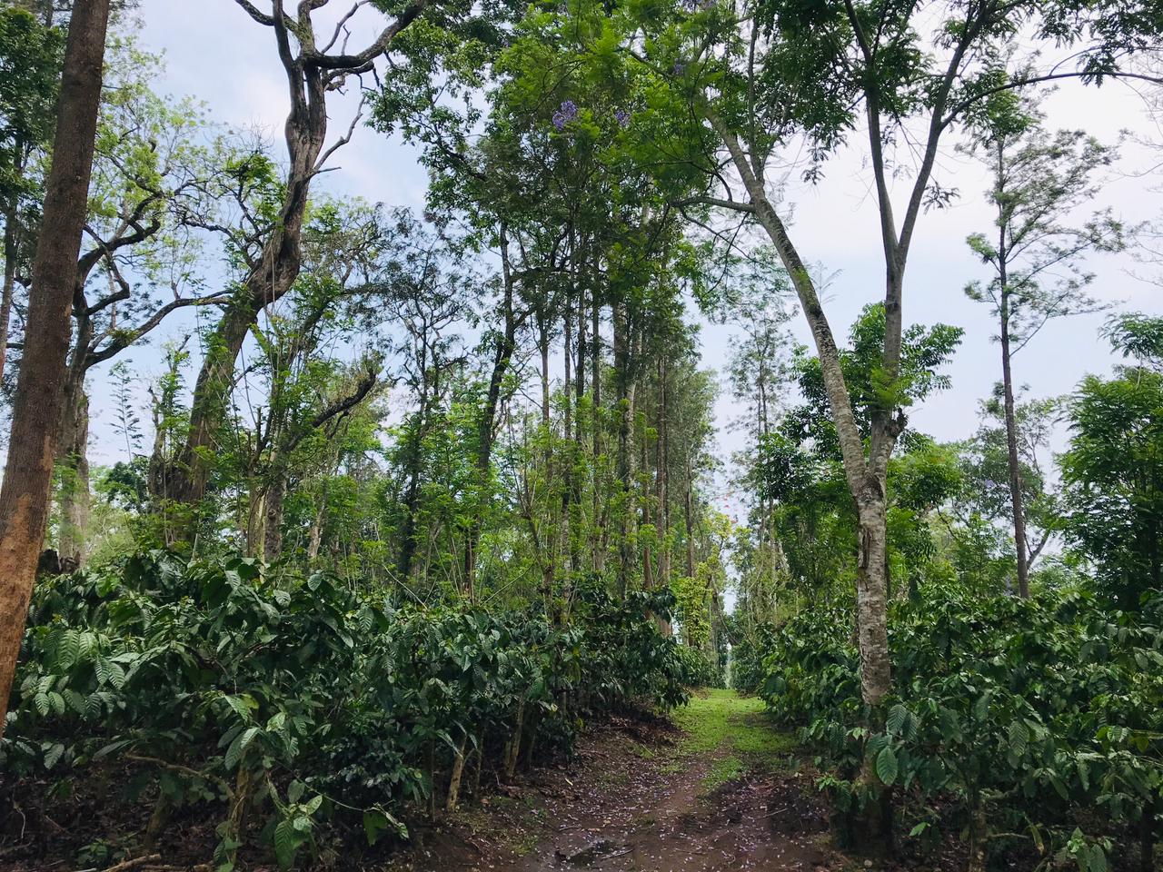 Home - Rasulpur Coffee